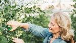Pruning Tomato Plants: 6 Mistakes Most First-Time Gardeners Make