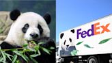 How FedEx is shipping 3 giant pandas to China: a 19-hour flight, hundreds of pounds of bamboo, toys, and biscuits