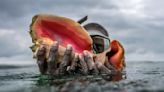 Takeaways from AP report on overfishing's threat to conch