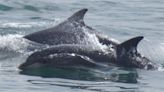 Baby dolphin spotted with pod off Yorkshire coast