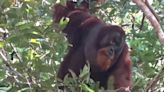 Orangutan filmed treating wound with pain-relieving plant in extraordinary footage