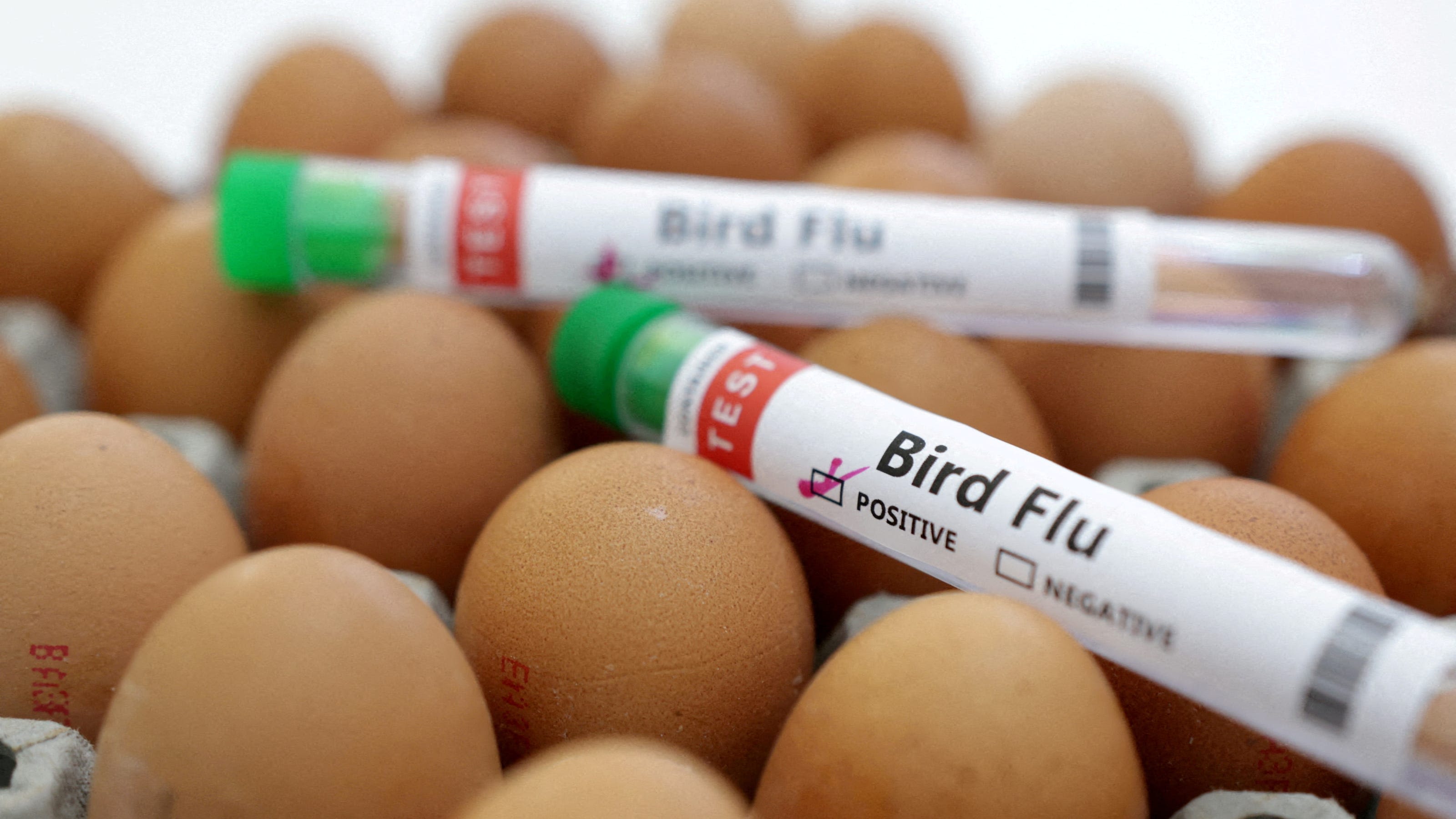 Can humans catch the bird flu? A look at the latest from the CDC