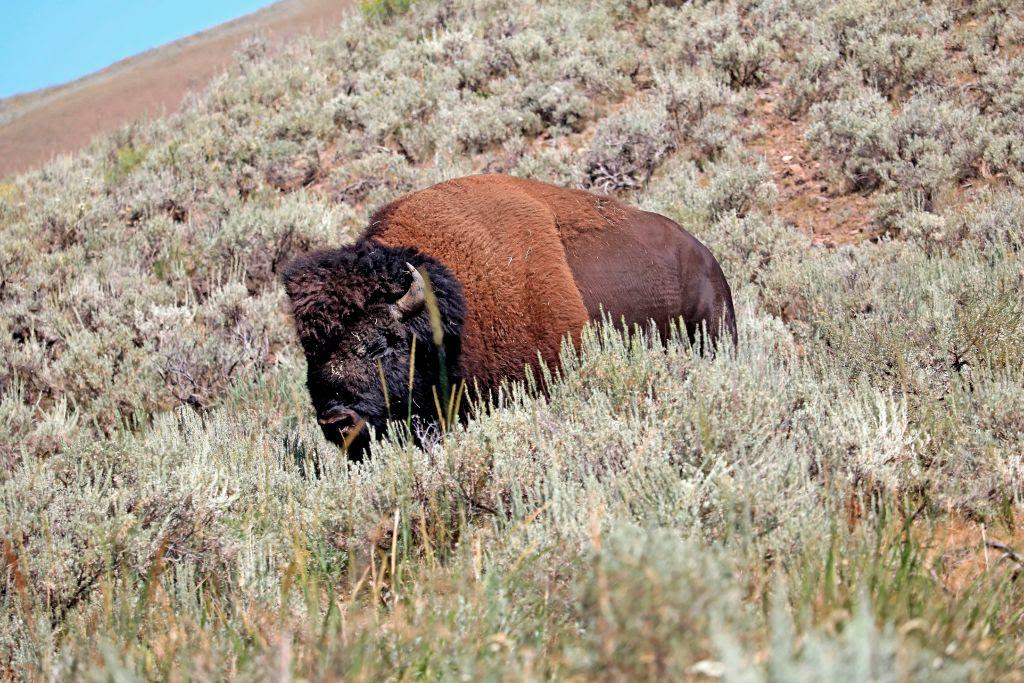 Bison gores 83-year-old woman in Yellowstone National Park