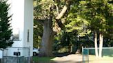 A 300-year-old Paramus tree may be cut down for redevelopment, unless neighbor can save it