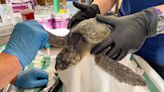 43 Cold-Stunned Sea Turtles Flown to Safety on Rescue Flight from the Northeast U.S. to Georgia