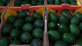 Roban más de 40 toneladas de aguacate en Michoacán