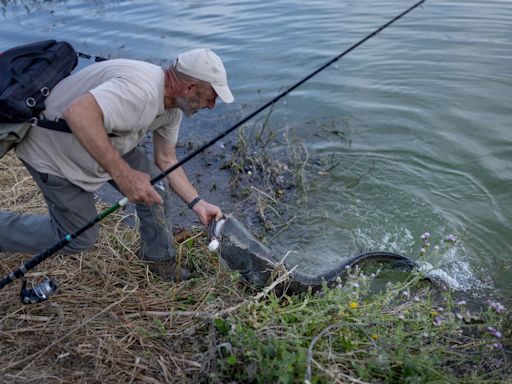 El avance del siluro, un pez “monstruo” de dos metros y 100 kilos que acorrala a otras especies