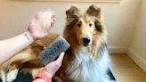 Under $25 scores: This cheap stone is my dog hair-removal secret weapon