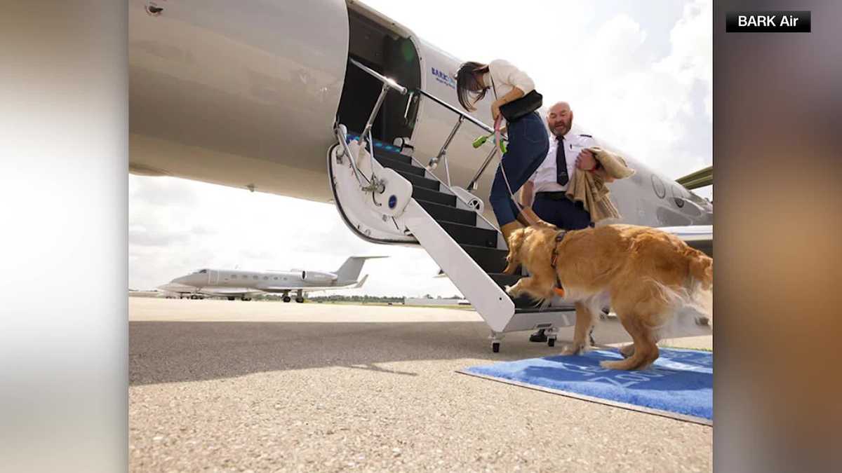 BARK Air, a new airline that puts dogs first, is taking off