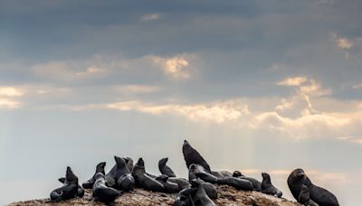 Tourists in South Africa warned about rabies outbreak after several surfers bitten by infected seals