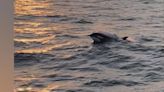 WATCH: Charter boat spots Orcas near Destin