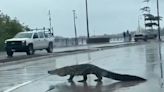 Tras fuertes lluvias, un enorme cocodrilo paraliza el tránsito en Tampico | VIDEO