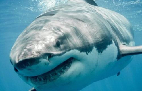 3 separate shark attacks reported in Florida in the last week