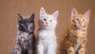 Adorable Maine Coon Kittens Splashing in Water Are the Ultimate Mood Boosters