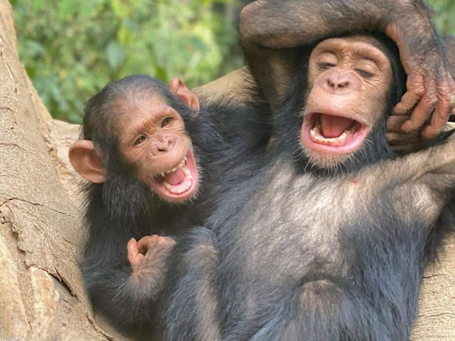 Little Chimpanzee’s Adorable Laughter After Being Tickled Is Positively Contagious