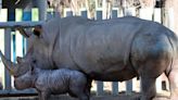 Rinoceronte-branco nasce em zoológico do Chile; espécie é considerada "quase ameaçada" | GZH