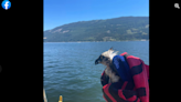 Boaters spot injured bird trying to swim to their boat. A pool noodle saves the day