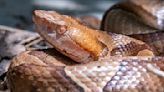 Three venomous snake species found in Ohio