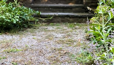 White vinegar and salt need one other kitchen item to kill gravel weeds for good