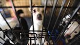 Outbreaks temporarily close two Chattanooga-area animal shelters | Chattanooga Times Free Press