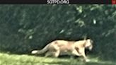 Spring Garden Twp. woman found 2 big cats – possibly mountain lions – in her yard