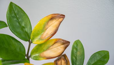 What Causes Leaf Scorching? How to Save Your Houseplants From This Common Problem