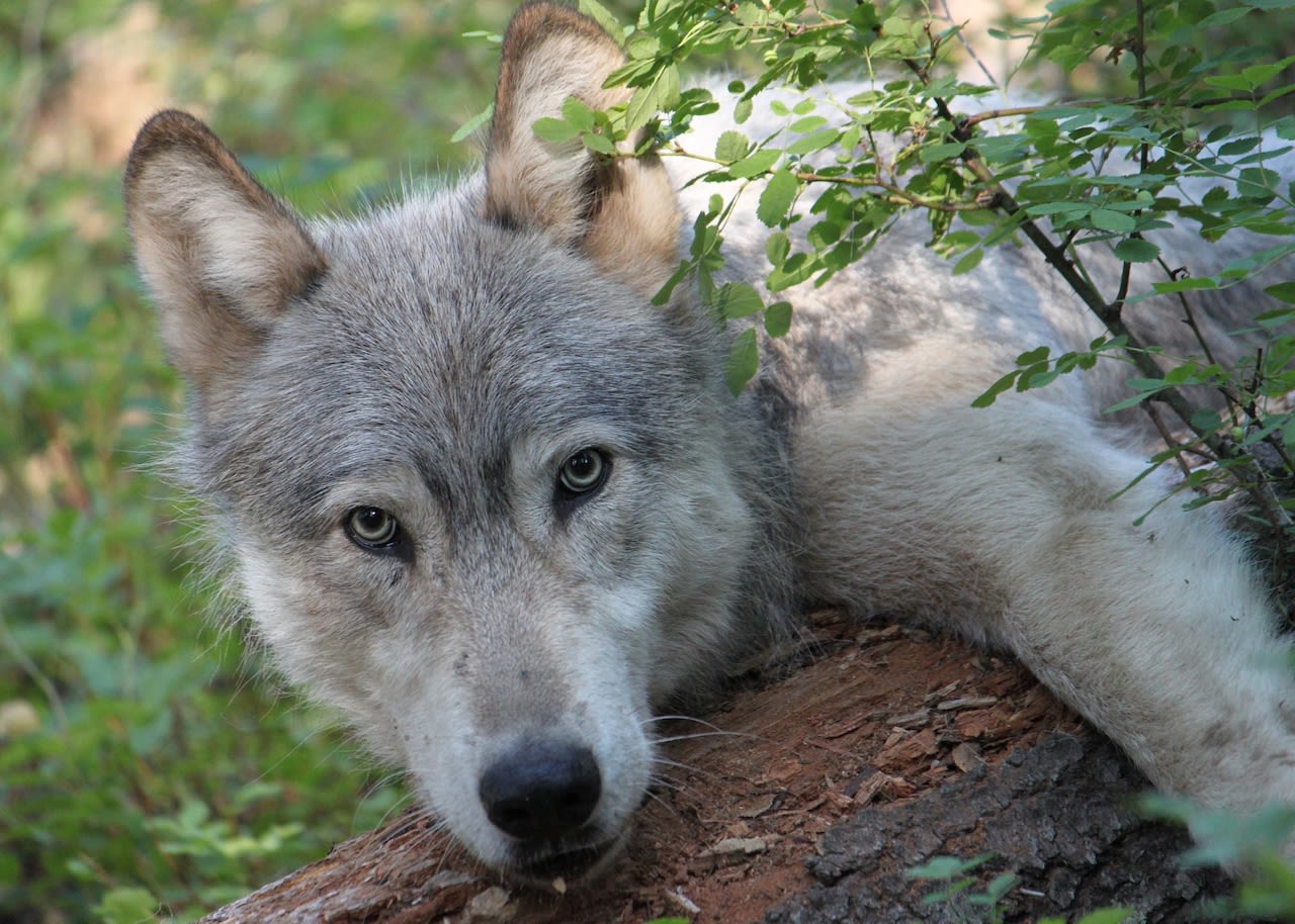 Disappearance of wolves had ripple effect on NW ecology, OSU study finds