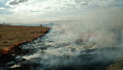 The ancient practice of 'good fire' is reviving Nebraska's birds, bears and berries