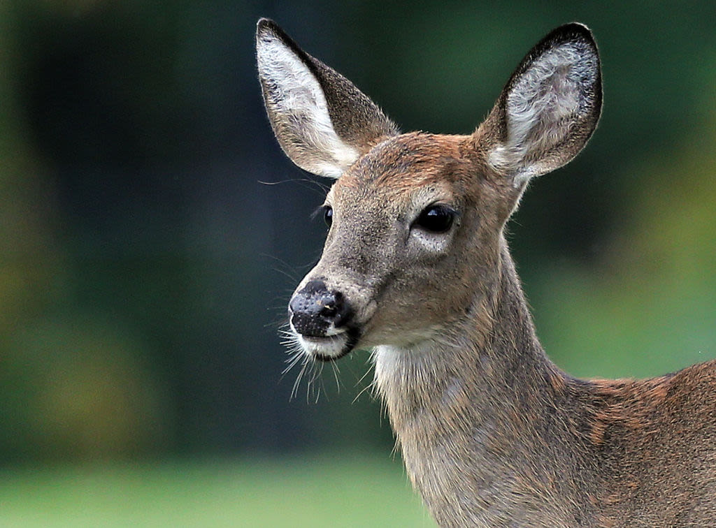 Contaminated deer meat may have caused 2 hunters' deadly brain diseases