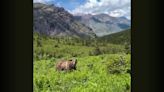 Shaking and with fear in her voice, hiker endures scary bear encounter