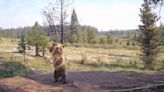 Grizzly bear cub breaks out moves in hilarious trail-cam footage