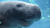 Data shows 230 manatee deaths reported in Florida so far this year