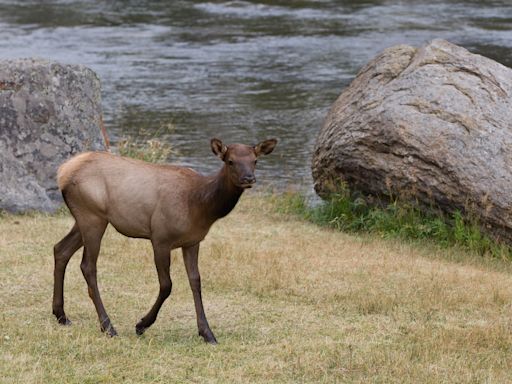 Colorado Elk Caught Tossing a Ball With Kids Looks Like They Just Want to Play