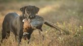 Bird Dog Breeds: Which Is Right for You?