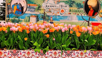 Destination: Holland, Mich. Tulip Time a colorful portal to region's history, allure