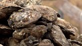 Maryland Aquaculture Leases Have Record Harvest of Oysters in 2023