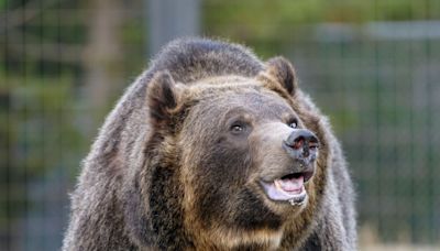 72-year-old man picking berries in Montana kills grizzly bear who attacked him