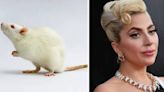 Call it a Rat Romance: New study reveals that rats keep rhythm to Lady Gaga