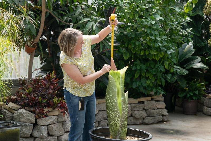 Look: Colorado State University's stinky corpse flower preparing to bloom