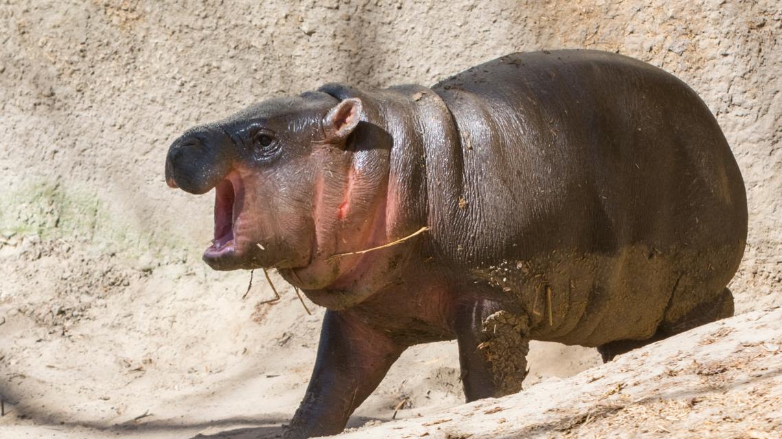 Moo Deng, a baby pygmy hippo from Thailand, becomes internet sensation