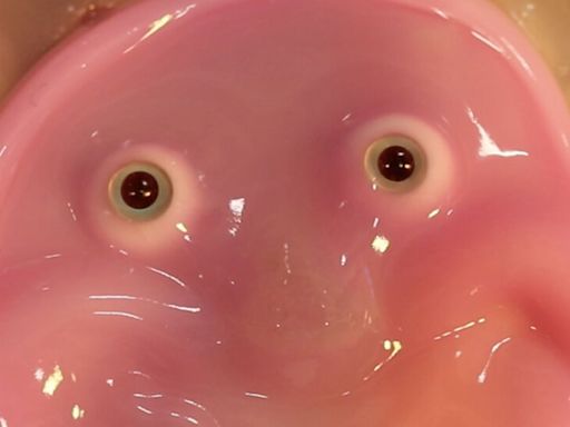 Scientists in Japan Give Robots a Fleshy Face and a Smile