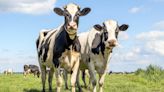 Moment Neglected Cows Finally Decompress at New Sanctuary Is Everything