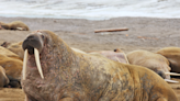 Marine Biologist Shares Fun Facts About Walruses Feet Most People Don’t Know