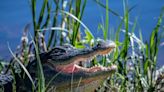 Murrells Inlet woman fires gun at alligator to scare it. She scared her neighbors instead