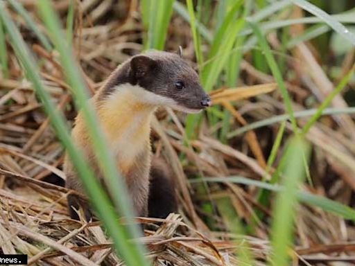 強化宣導勿餵食野生動物 太平山贈限量靜電貼