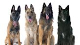 4 Types of Belgian Shepherd Dog Breeds