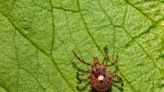 Ask Dr. Nandi: What to know about ticks and how to spot, get rid of them