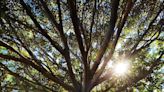 Talleres infantiles y música para celebrar el Día del Árbol en Picanya