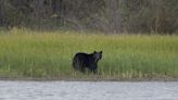 Governor Ron DeSantis signed Bear bill, effective July 1