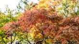 How to Grow and Care for Inaba Shidare Japanese Maple
